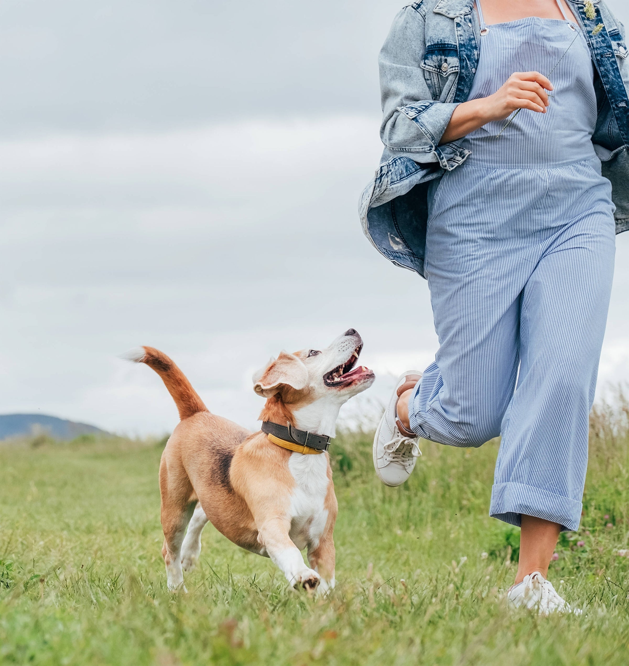 Animal Fitness & Mobility | My Pet Physio & Hydro Limited